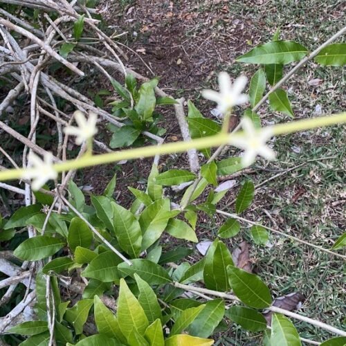 Pamplemousses Garden tour with Seewan Tours