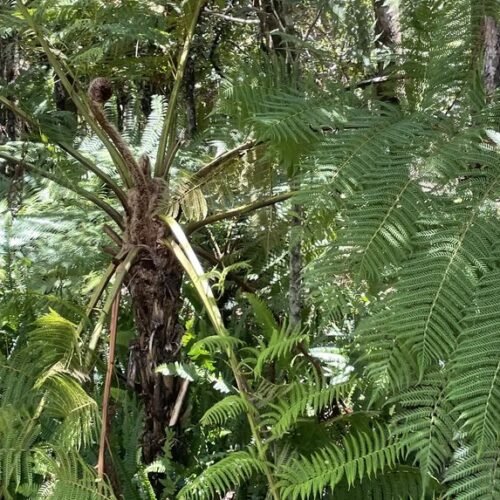 Mauritius zipline adventure