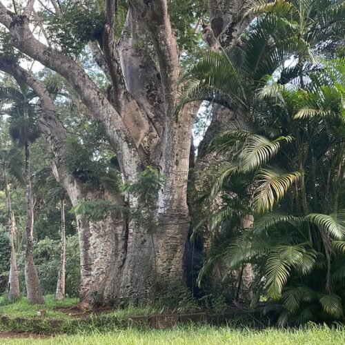 Pamplemousses Garden tour
