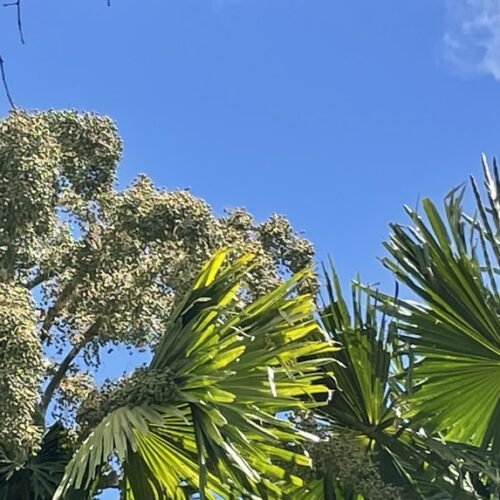 Pamplemousses Garden tour