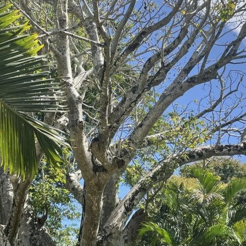 Pamplemousses Garden tour