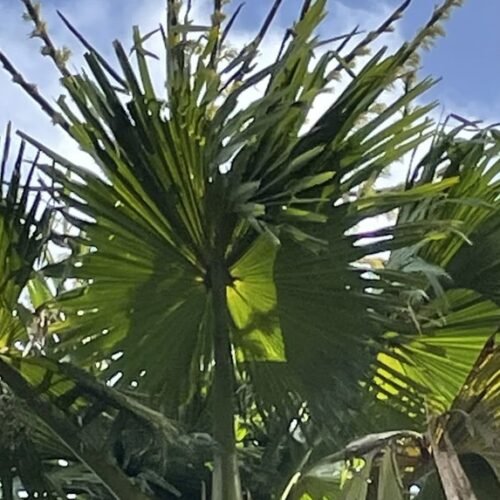 Pamplemousses Garden tour