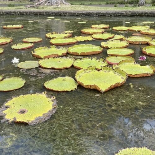 Pamplemousses Garden tour
