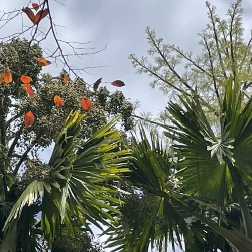 Pamplemousses Garden tour