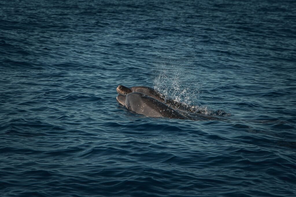 Tamarin dolphin watching with Seewan Tours