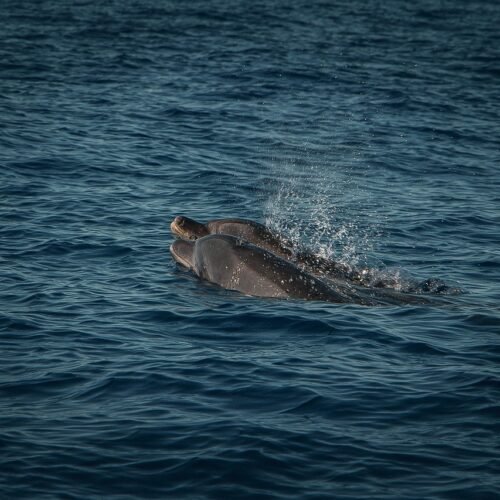 Tamarin dolphin watching with Seewan Tours