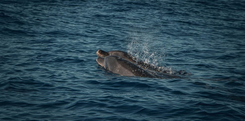 Tamarin dolphin watching with Seewan Tours